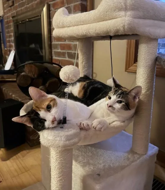 Poppy & Orchid  thumbnail 4