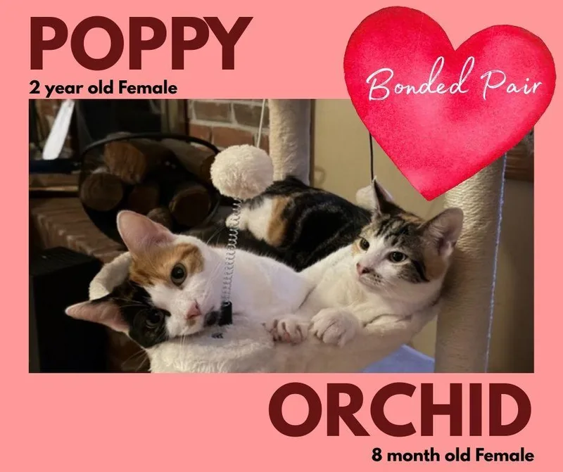 Poppy & Orchid 