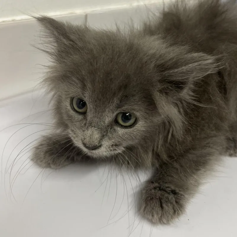 A baby small-sized female Gray / Blue / Silver Domestic Long Hair cat named Vanilla Baby for adoption in St. Louis, MO