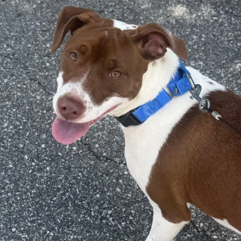 A young medium-sized female Brown / Chocolate Mixed Breed dog named Biscuit for adoption in Asheville, NC
