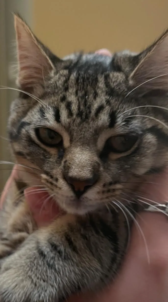 A young medium-sized female Domestic Short Hair cat named Junie Bug  Goose for adoption in San Luis Obispo, CA