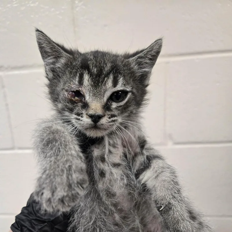 A baby small-sized male Gray / Blue / Silver Domestic Short Hair cat named Anchor for adoption in Reno, NV