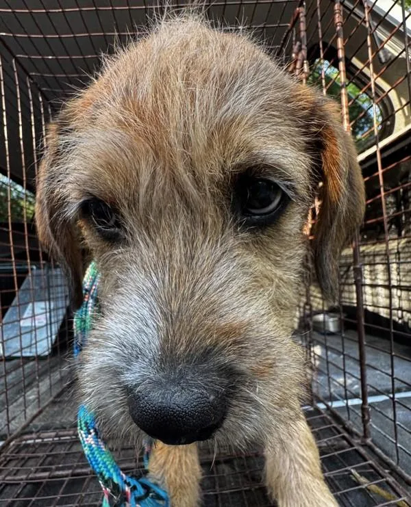 A young small-sized male Terrier dog named Will for adoption in Salisbury, MD
