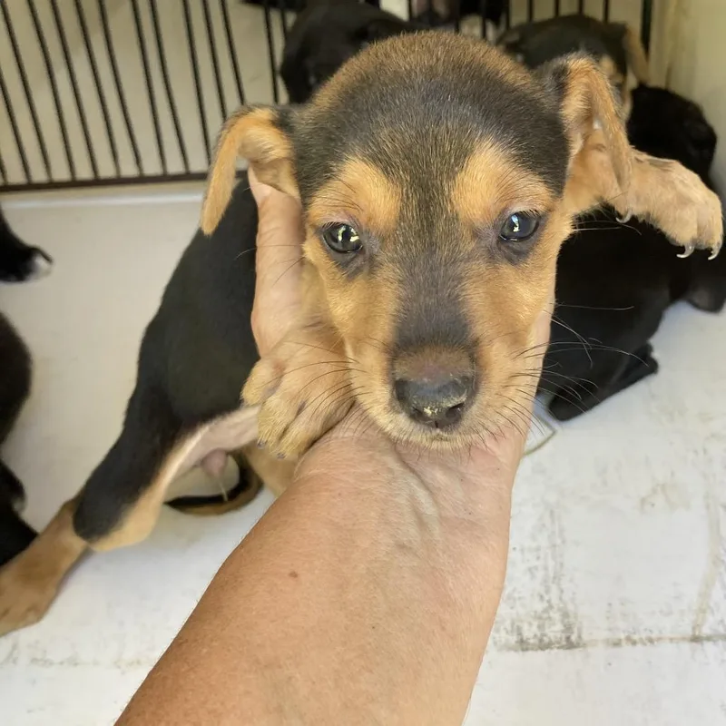 A baby small-sized female Black Terrier dog named Roxy for adoption in Beaumont, TX