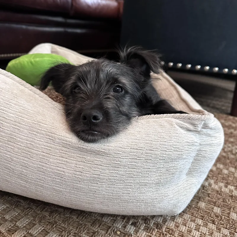 A baby small-sized male Terrier dog named Jack for adoption in Encino, CA