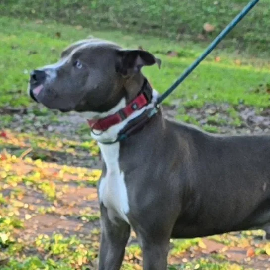 An adult medium-sized male Gray / Blue / Silver Pit Bull Terrier dog named Asher for adoption in Milledgeville, GA