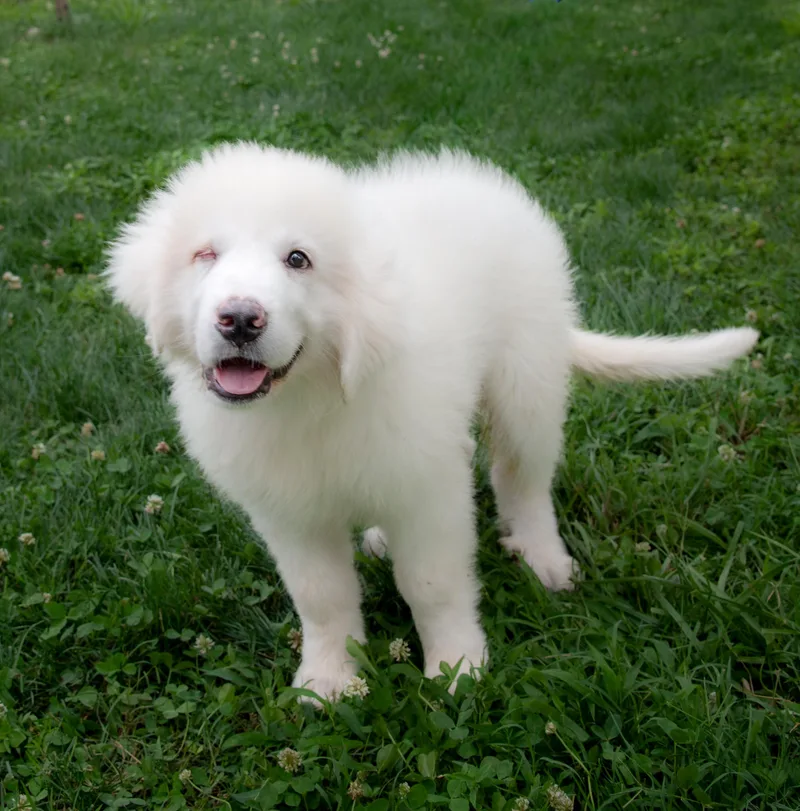 A baby large-sized male White / Cream Great Pyrenees dog named Maxwell for adoption in Nashville, TN