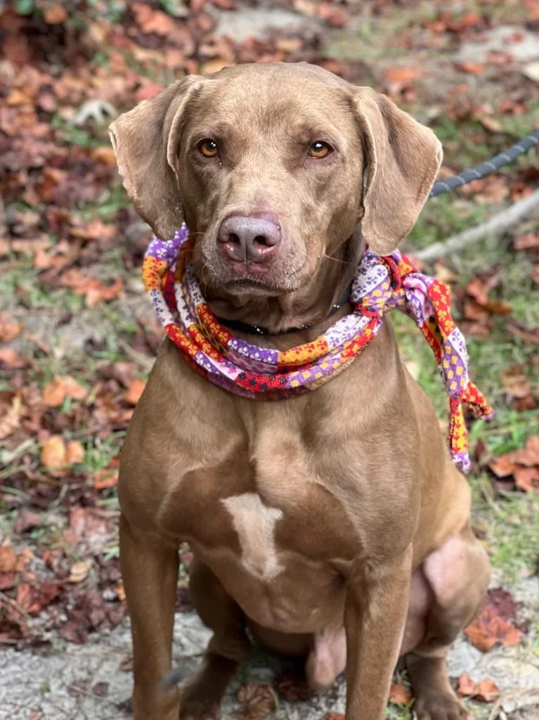 Huckleberry thumbnail 2