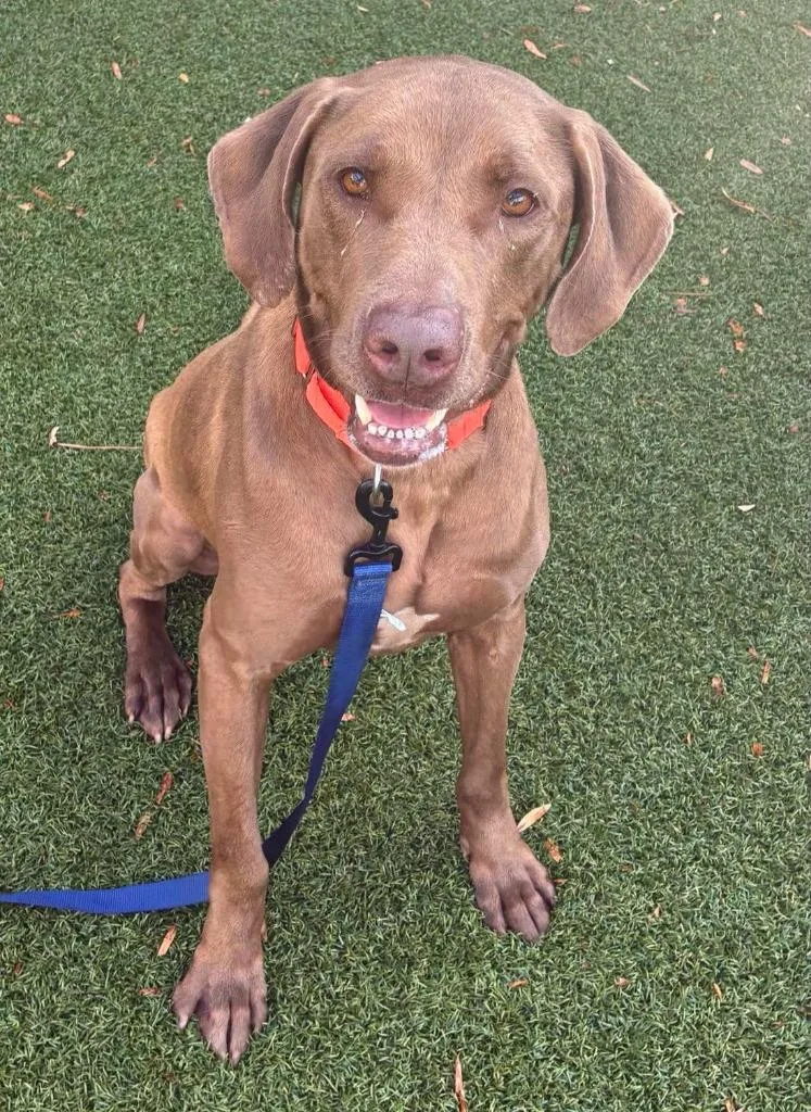 Huckleberry thumbnail 3