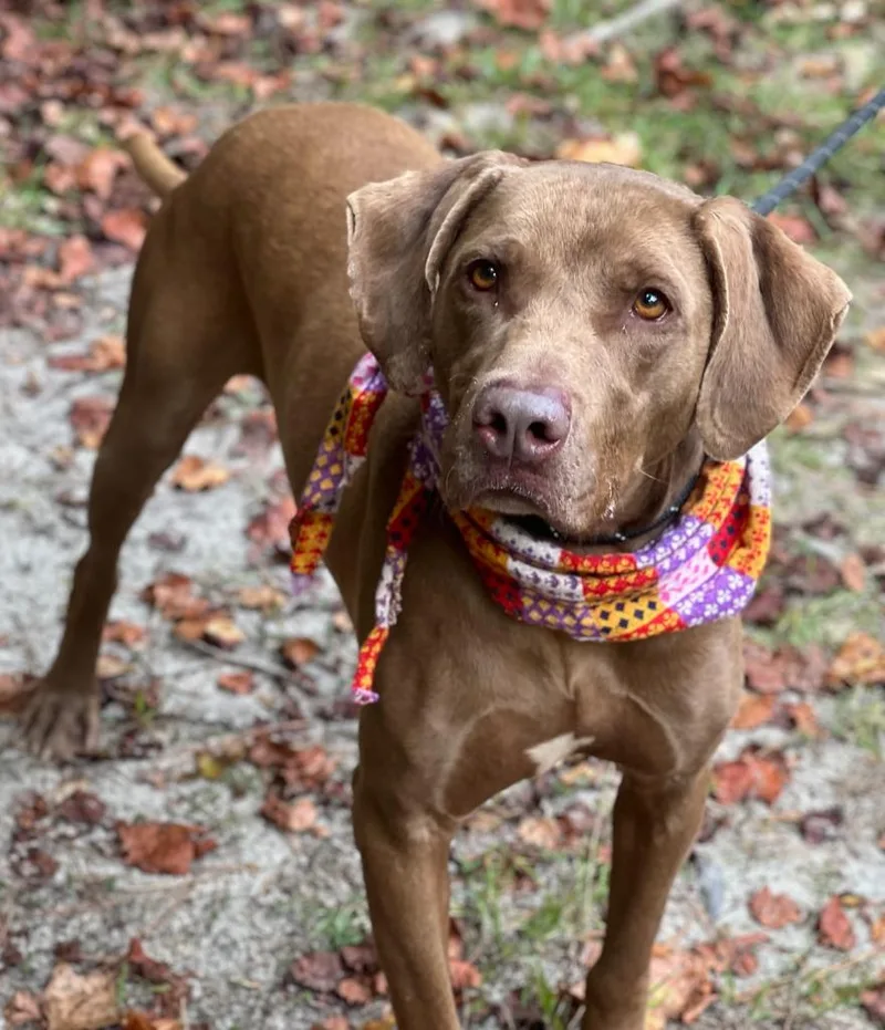 Huckleberry thumbnail 5