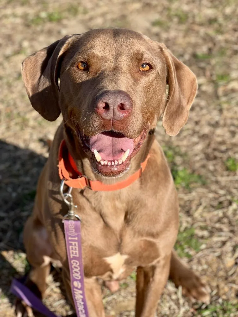 Huckleberry thumbnail 6