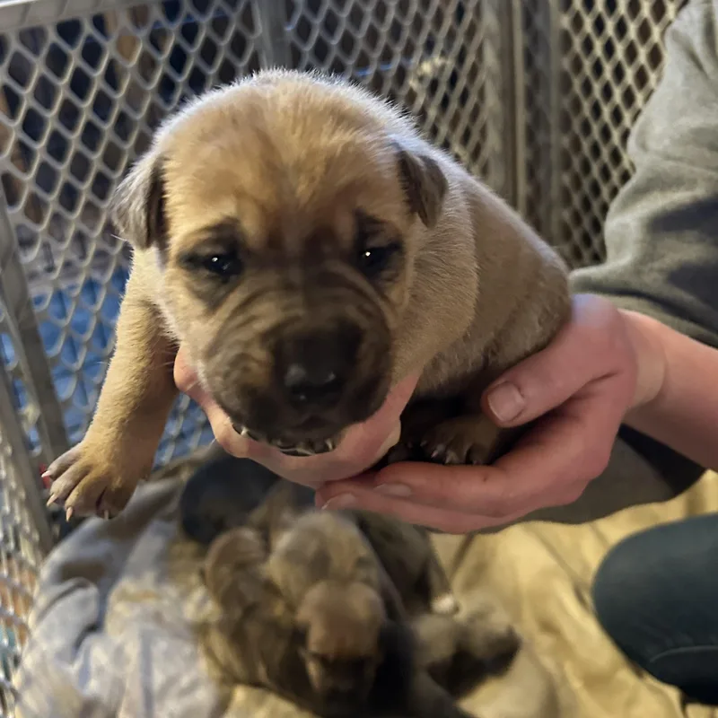 A baby large-sized female Labrador Retriever dog named Luna for adoption in Mora, MN