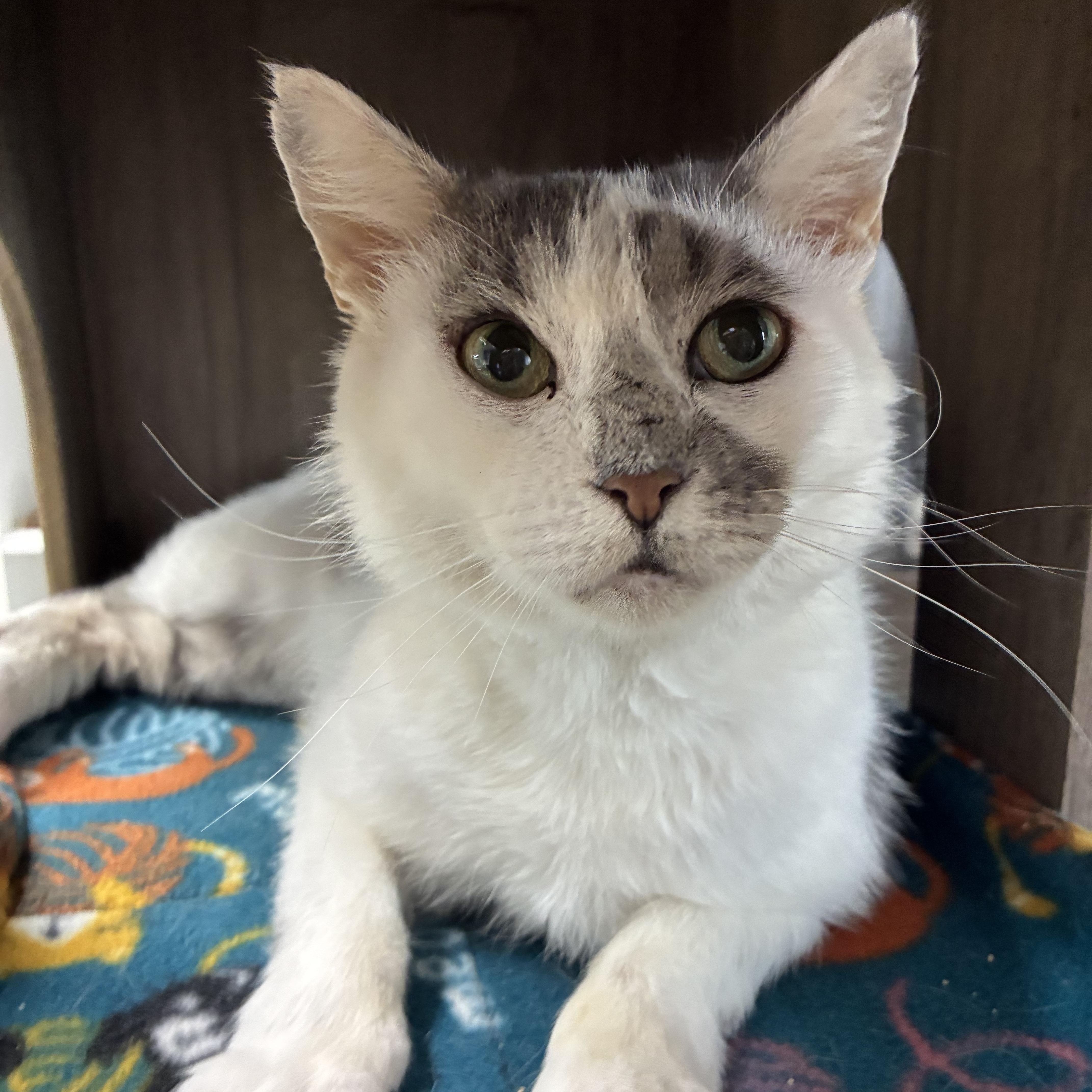 An adult medium-sized male Gray & White Domestic Short Hair cat named Flannel for adoption in Breinigsville, PA