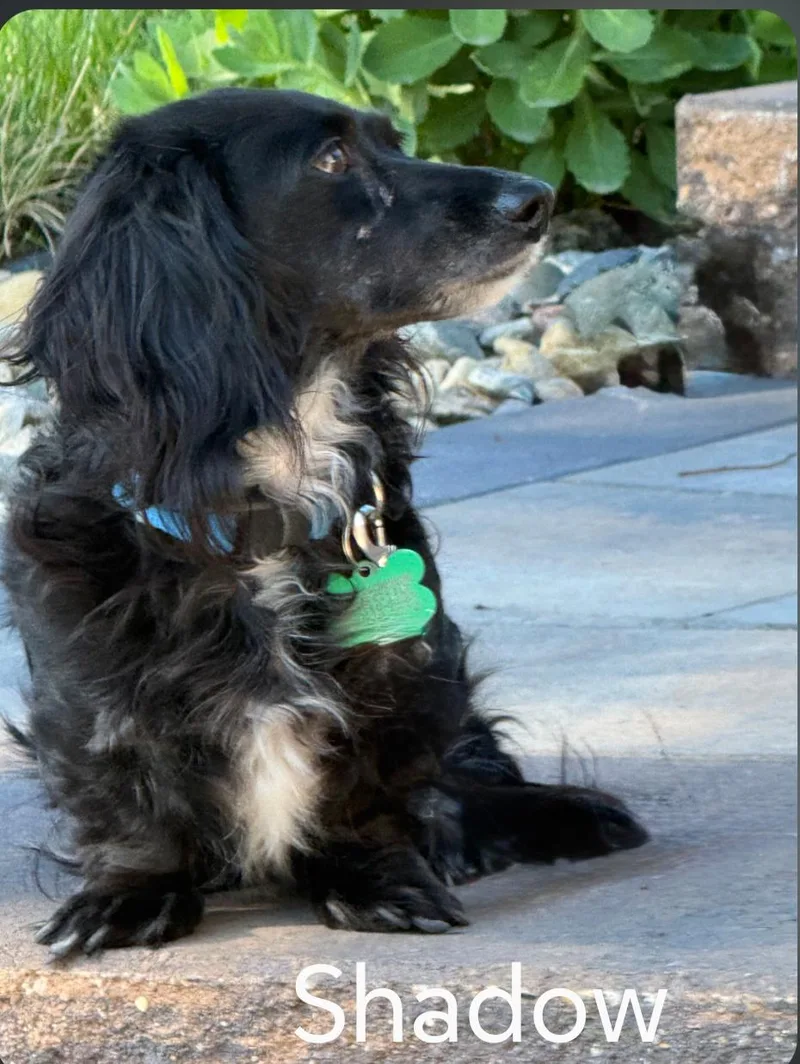 An adult small-sized female Dachshund dog named Shadow for adoption in Sioux Falls, SD