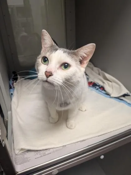 An adult medium-sized female Domestic Short Hair cat named Dory for adoption in Louisburg, NC