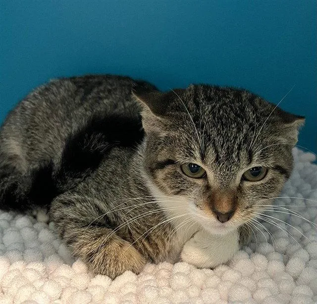 A baby small-sized female Brown / Chocolate Domestic Short Hair cat named Desk Lamp for adoption in Tavares, FL