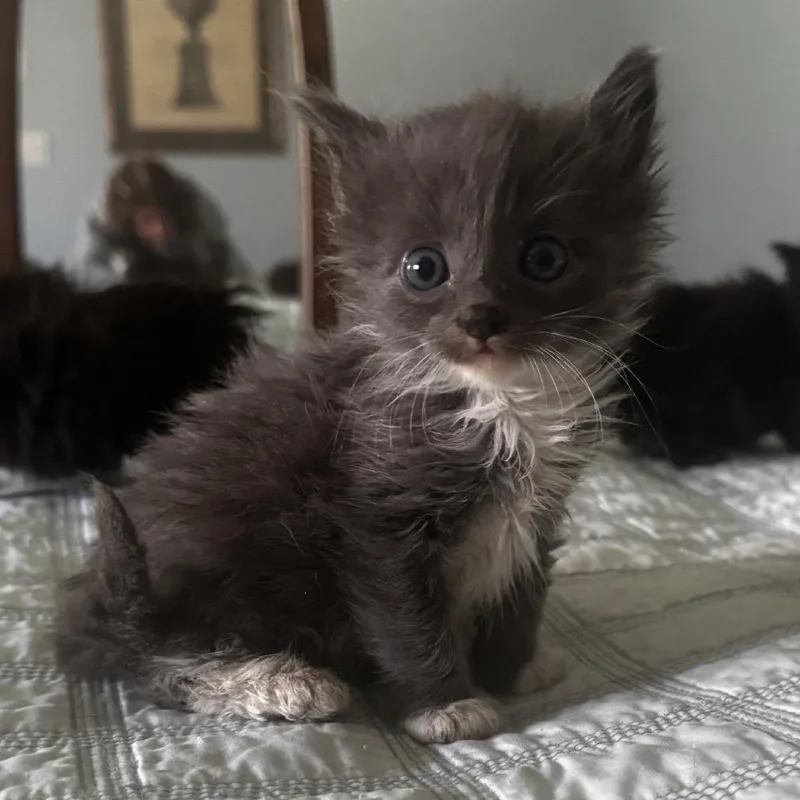 Miso