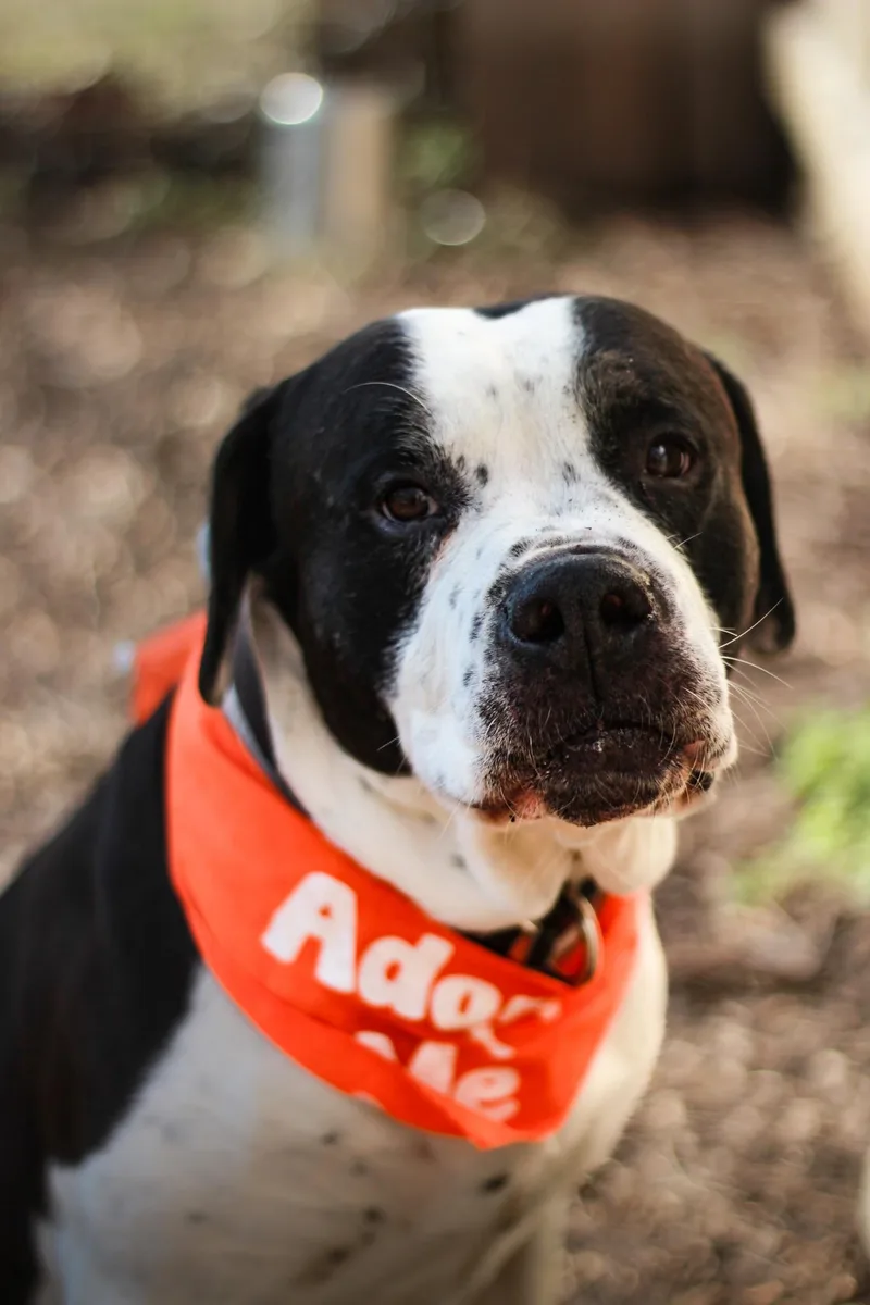 Handsome thumbnail 2