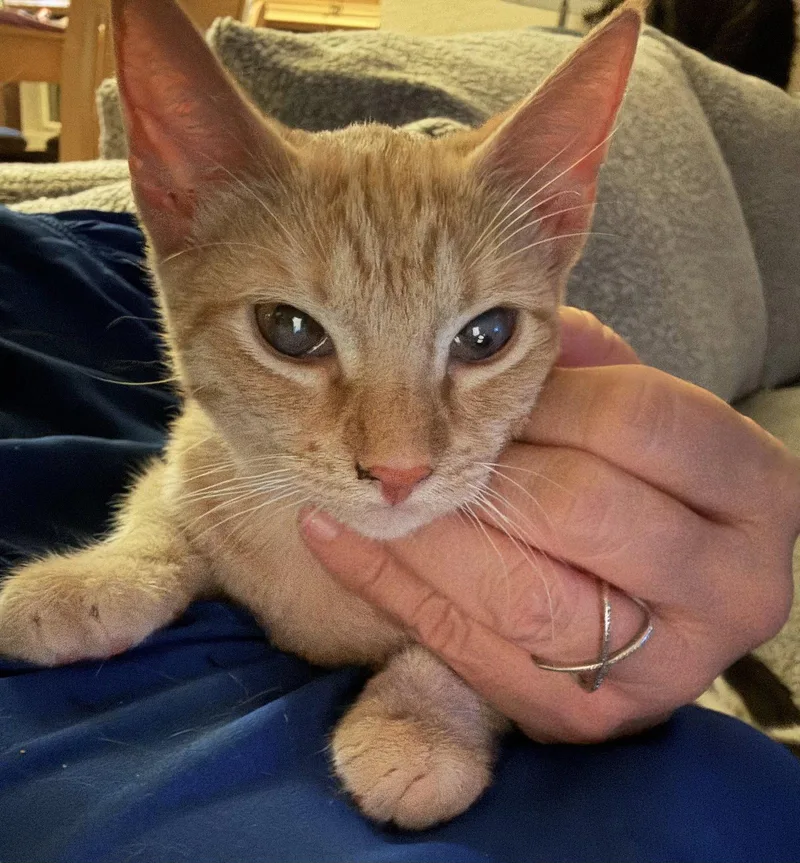 A young medium-sized female Orange / Red Domestic Short Hair cat named Nola for adoption in Chandler, AZ