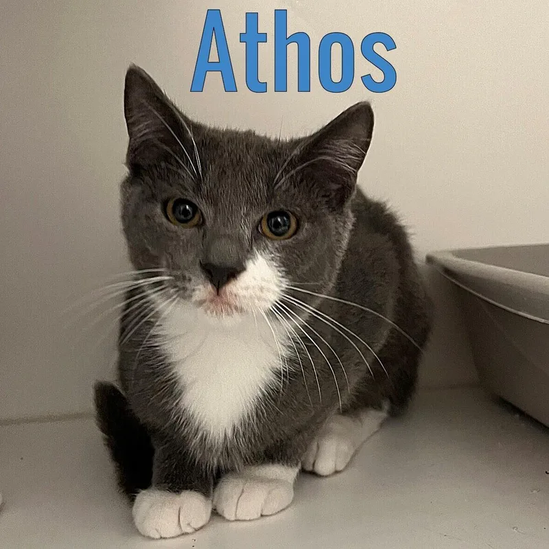 A young medium-sized male Black Domestic Short Hair cat named Athos for adoption in Pleasantville, NJ