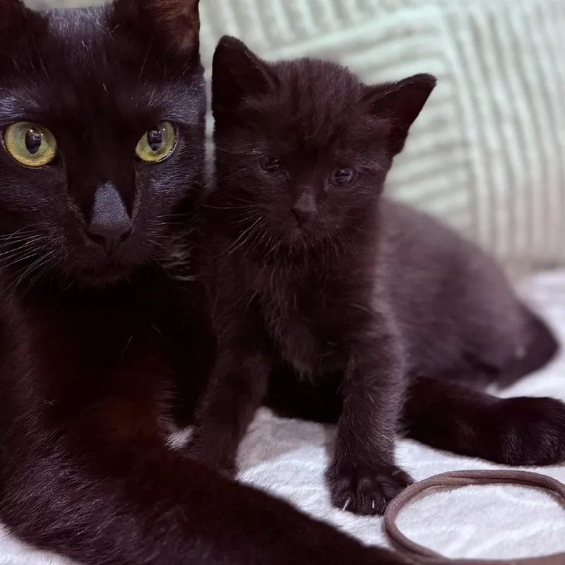 A baby small-sized female Black Domestic Short Hair cat named Ambrose for adoption in Oakton, VA
