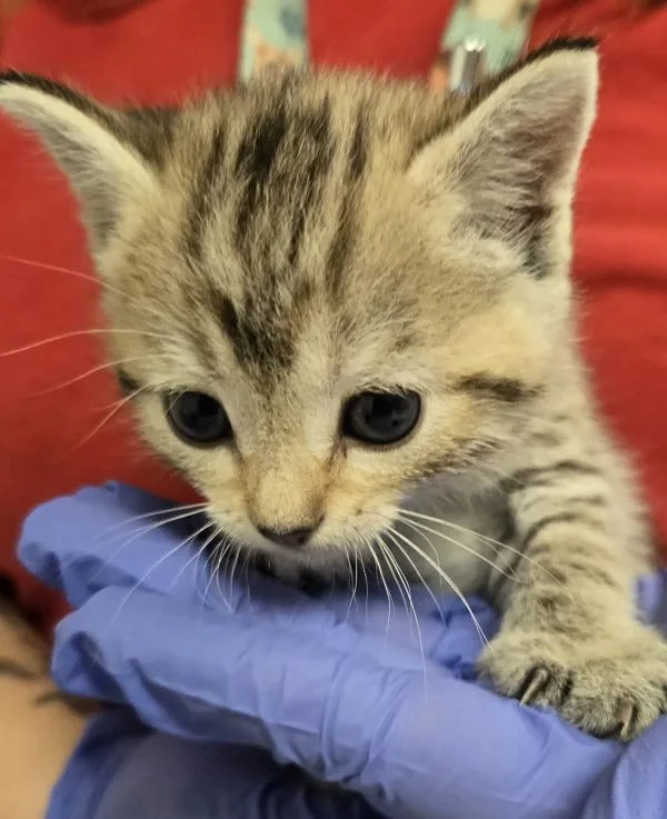A baby small-sized female Domestic Short Hair cat named Lori for adoption in Raleigh, NC