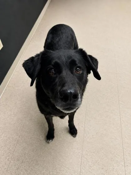 An adult large-sized female Black Labrador Retriever dog named Tapanga for adoption in Harbor Springs, MI