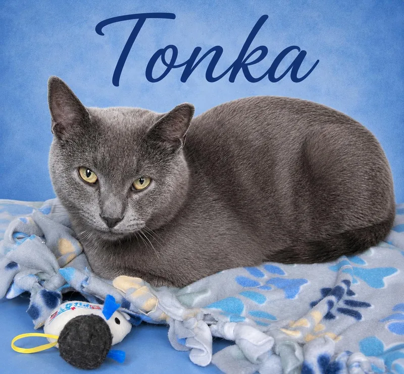 Tonkawillow Grove Pa thumbnail 2
