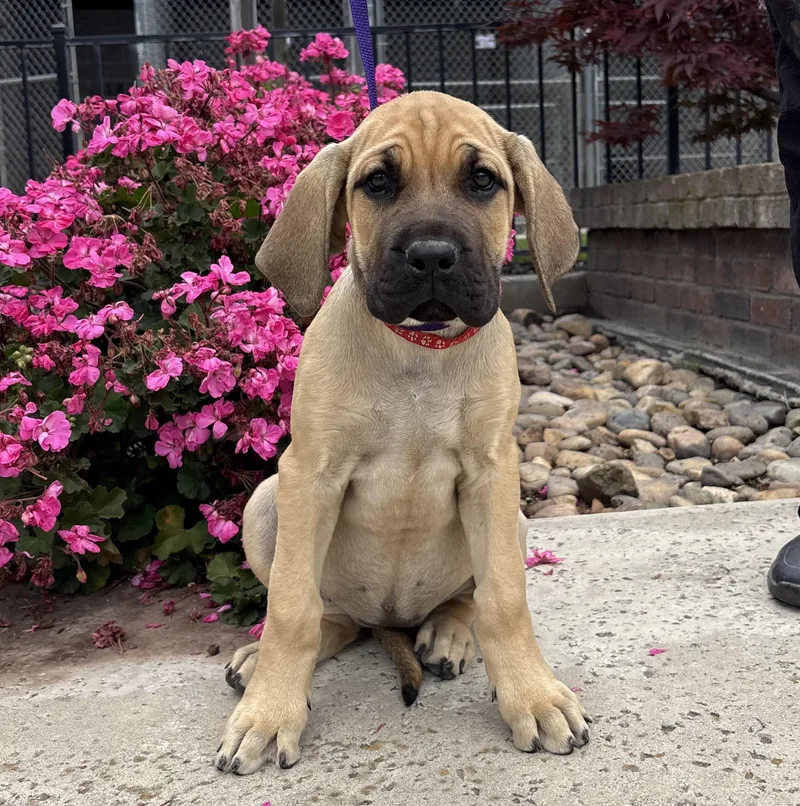 A baby small-sized female Yellow / Tan / Blond / Fawn Cane Corso dog named Linda for adoption in Lathrop, CA