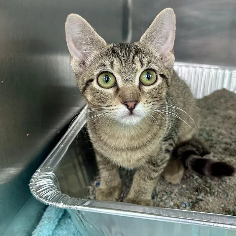 A baby small-sized female Brown / Chocolate Domestic Short Hair cat named Carol for adoption in Matteson, IL