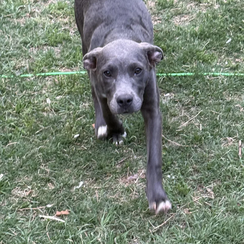 A young large-sized male Gray / Blue / Silver Labrador Retriever dog named Ace for adoption in Pottsboro, TX