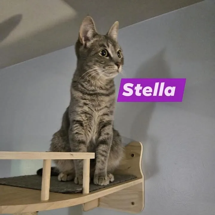 Stella thumbnail 2