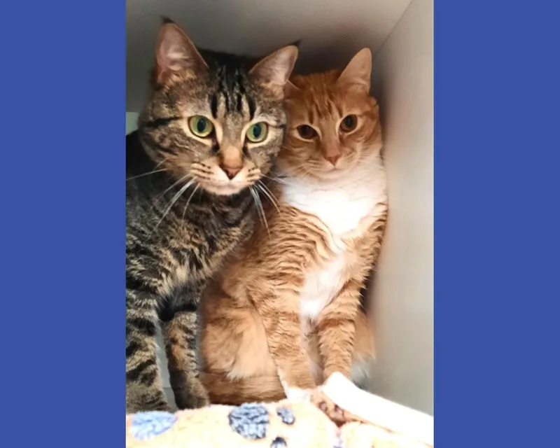 An adult medium-sized male Domestic Short Hair cat named Joe Joe And Junior for adoption in Floyd, VA