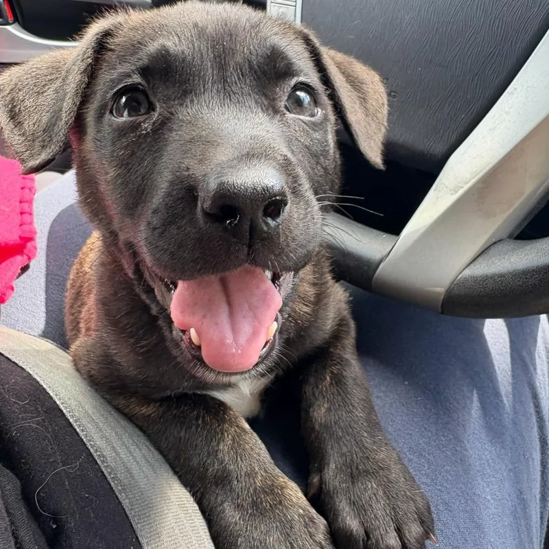 A baby small-sized female Black Pit Bull Terrier dog named Nova for adoption in Los Angeles, CA