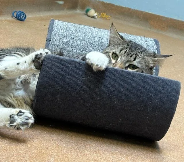 Big Daddy thumbnail 2