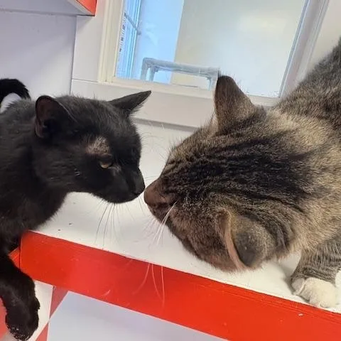 Big Daddy thumbnail 3