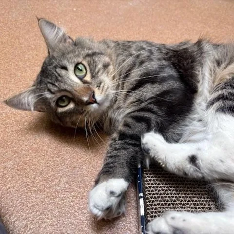 Big Daddy thumbnail 4