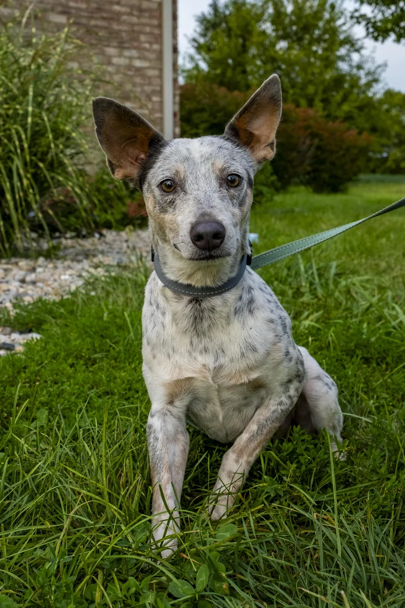 Paco Taco