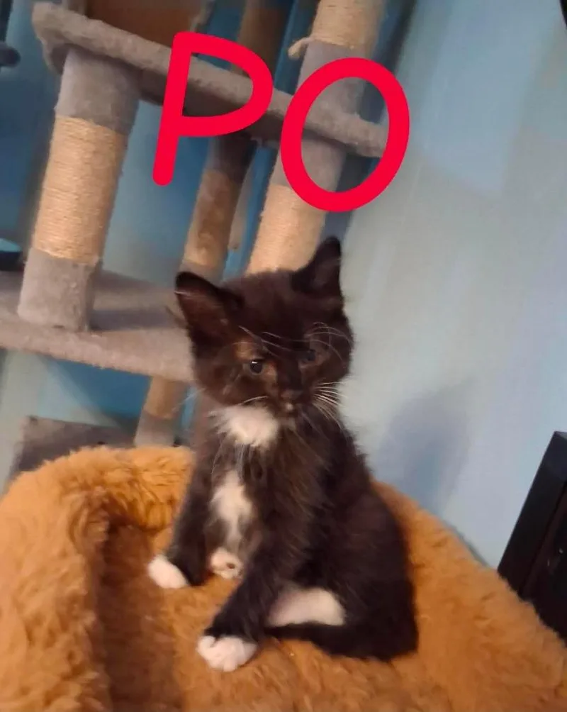 Po