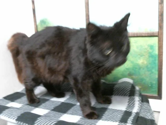An adult medium-sized female Domestic Short Hair cat named Dawn for adoption in Houston, TX