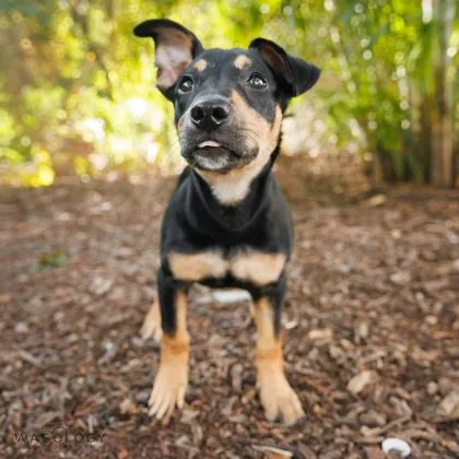 Tiki