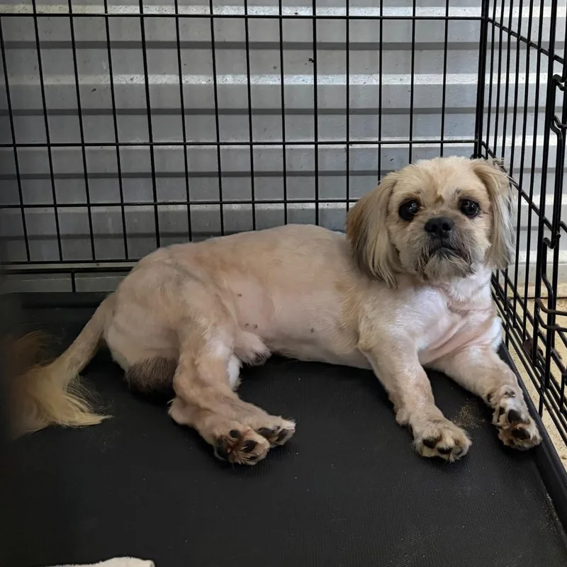An adult small-sized male White / Cream Shih Tzu dog named Davidson for adoption in Houston, TX