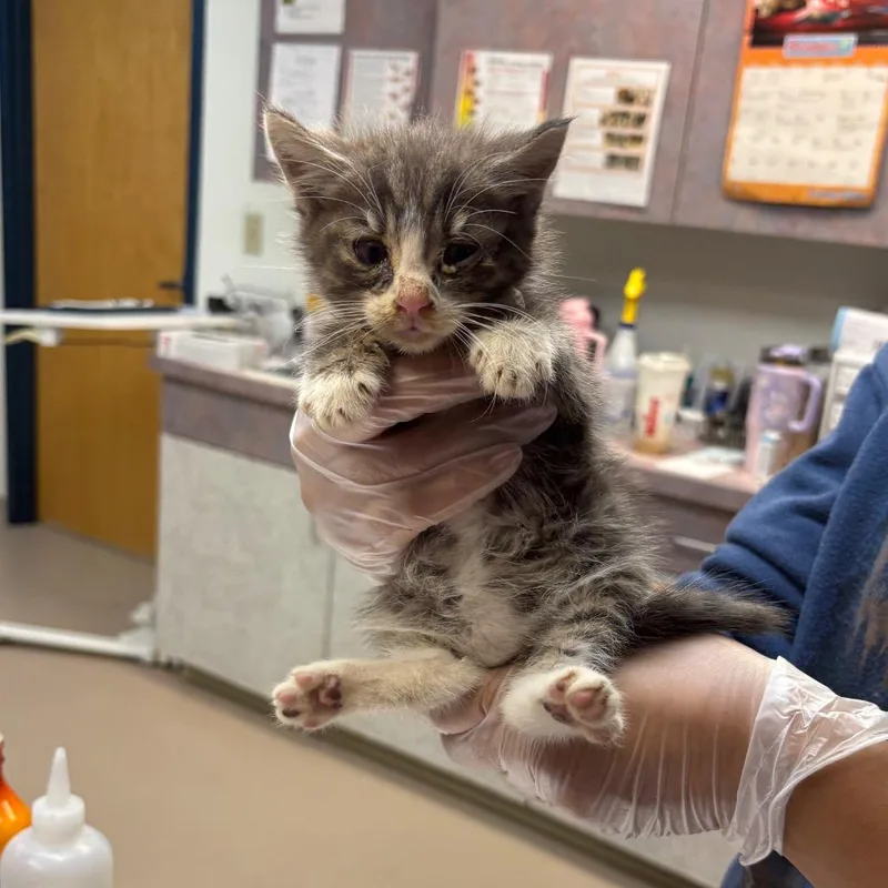 A baby small-sized male Domestic Short Hair cat named Asteroid for adoption in Newark, NJ