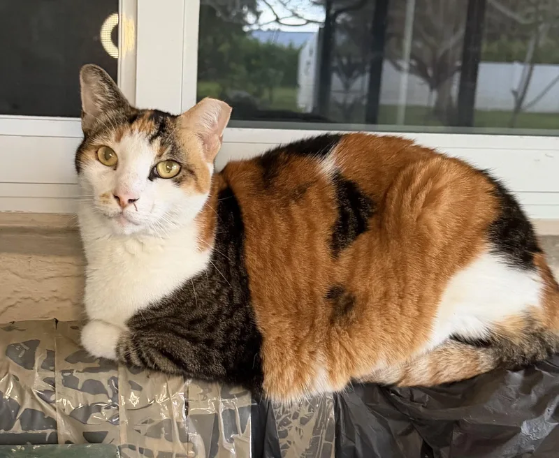 Zoey thumbnail 3