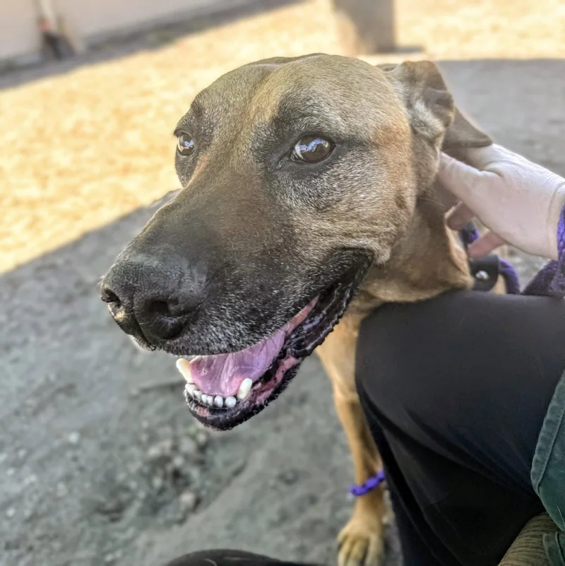 A senior large-sized male Mixed Breed dog named Marty for adoption in Oakland, CA