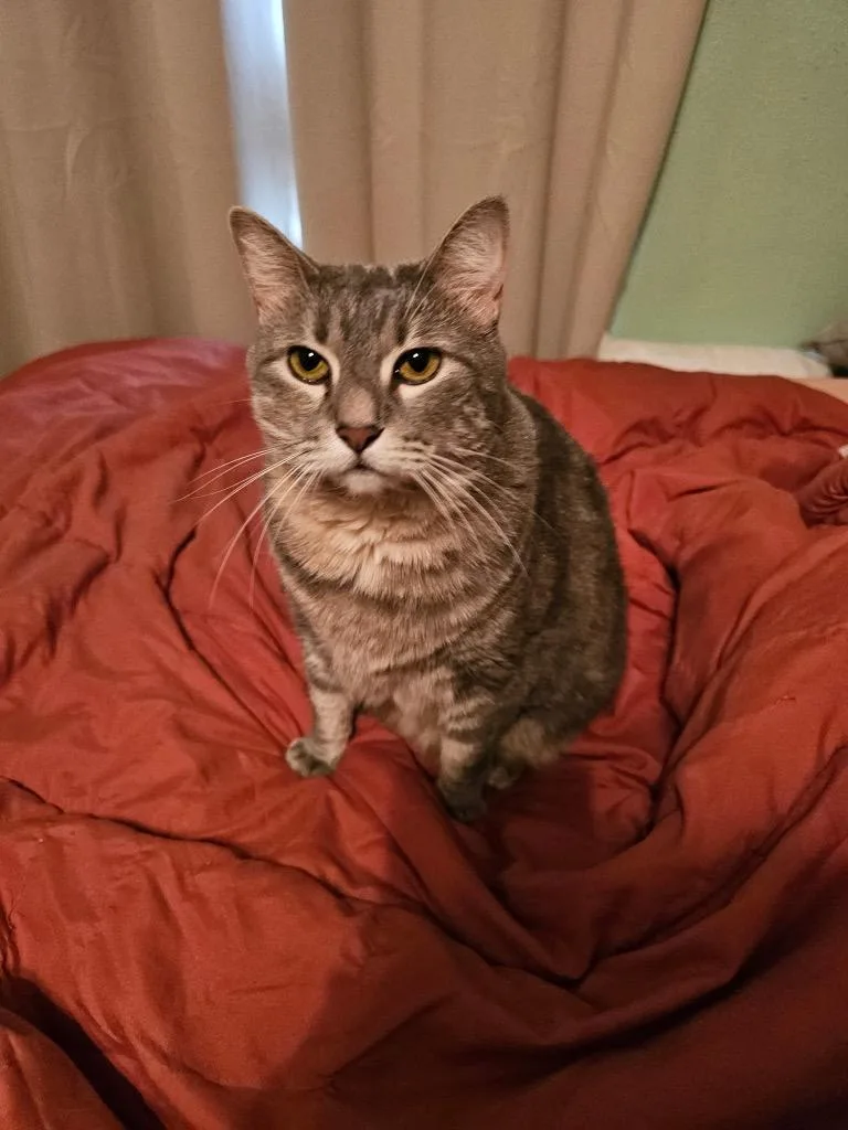 A senior medium-sized female Domestic Short Hair cat named Rosie for adoption in Spring, TX
