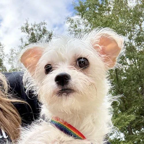 A baby small-sized female Maltese dog named Hattie for adoption in Sanford, NC