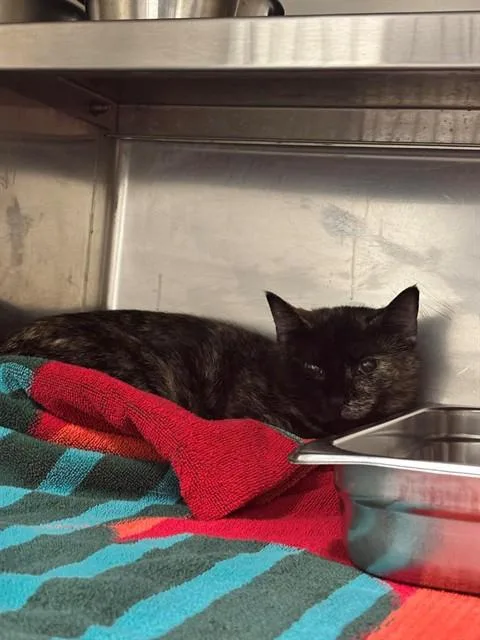 A young medium-sized female Domestic Short Hair cat named Clove for adoption in Saint Peters, MO