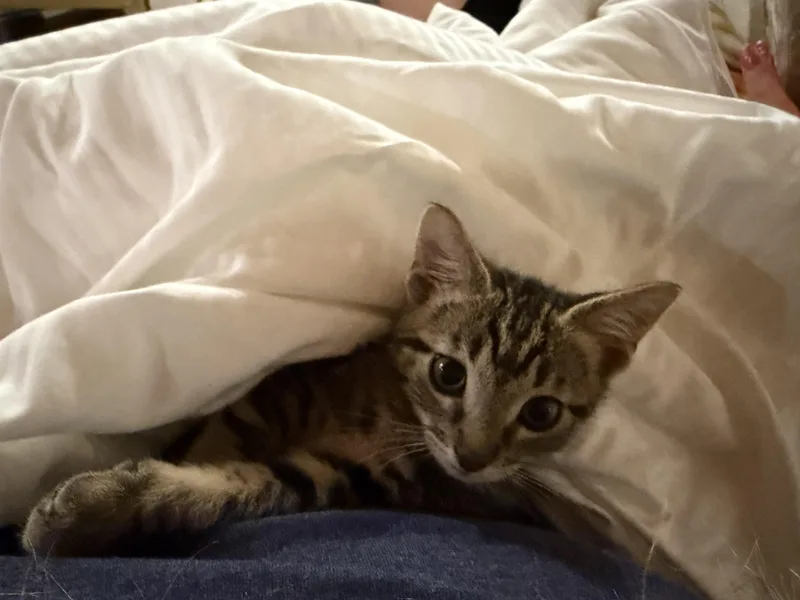 A baby medium-sized female Domestic Short Hair cat named Bandit for adoption in Maitland, FL