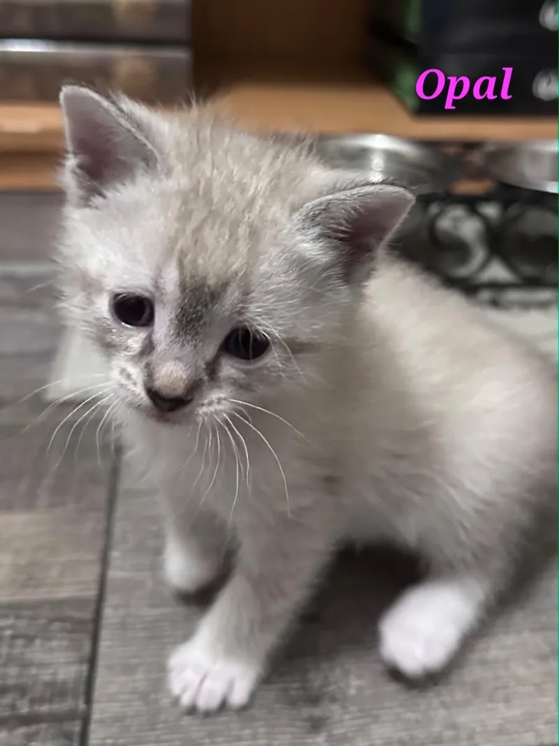 A baby small-sized female Snowshoe cat named Opal for adoption in merrillville, IN